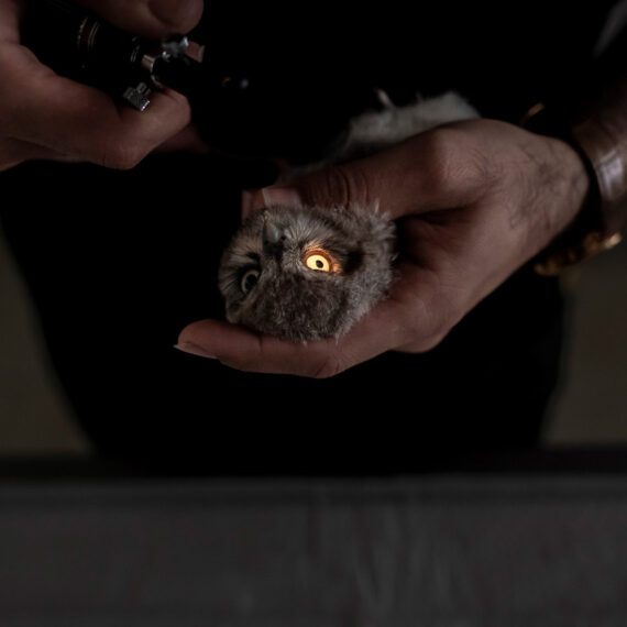 One of the corneas of this found owl chick is asymmetrical, and the doctor is currently examining it. The found owl chicks are first given to the environmental authorities and then handed over to Ms. Mandana for further treatment and release into the wild.  May  ,18, 2024 .Gorgan, Iran.