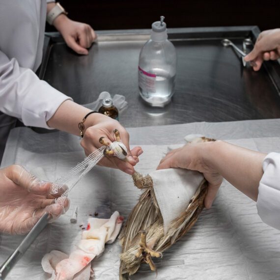 The barn owl has suffered severe burns on its feet. After removing the burned tissue, the doctor is currently bandaging the area. To make the procedure easier, the bird has been anesthetized. Once the treatment is complete, the owl will be released back into the wild. All the treatment and care costs for these animals are covered by Ms. Mandana.  May  ,26, 2024 .Gorgan, Iran.