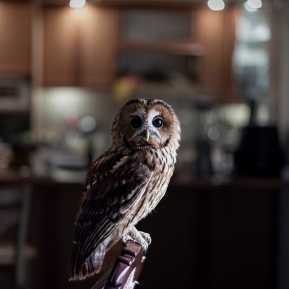 Panbe was a baby forest owl that was handed over to Mandana after being found. In the early days, the bird suffered from rickets (soft bones), but with Mandana's efforts and a proper diet, it was successfully treated and is gradually getting ready for release. Typically, baby owls are stolen from their nests to be sold in markets, where they often face improper feeding, illness, or death. Oct  ,15, 2024 .Gorgan, Iran.