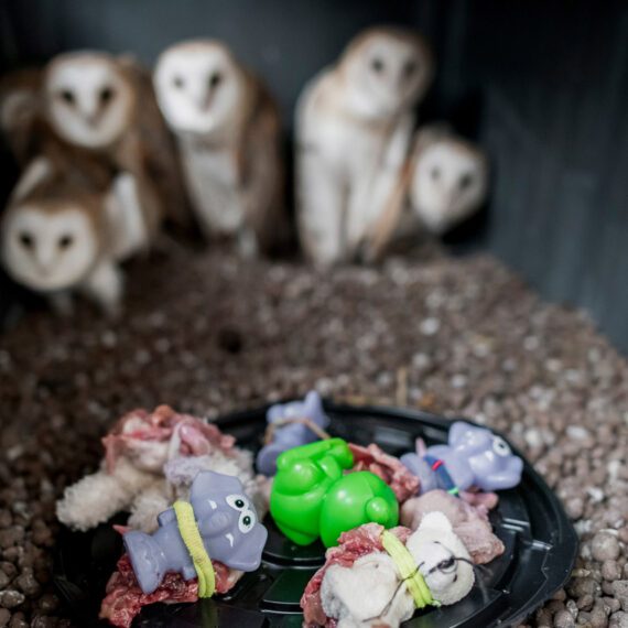 Six months ago, when these owls were still chicks, their home was destroyed by humans. Fortunately, the Environmental Department discovered them and entrusted them to Mandana for care and training. Since owls primarily feed on mice, Mandana ties quail meat to dolls with thread to teach them basic hunting skills and how to tear apart their prey. This is their final dinner at Mandana’s home, as they will be released into the wild tomorrow. Jul  ,02, 2024 .Gorgan, Iran.