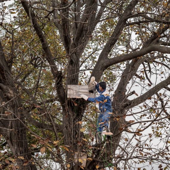 Hassan, 50 years old, is the guardian of Fatemeh's farm. For the release, he climbs up this walnut tree each time and places the owls in a nest that Mandana has built for them. He then feeds them for two days in the nest to help them recover from shock and fear, so they can start hunting in their environment. Typically, the owls leave the nest within two days. Nov ,27, 2024 .Gorgan, Iran.
